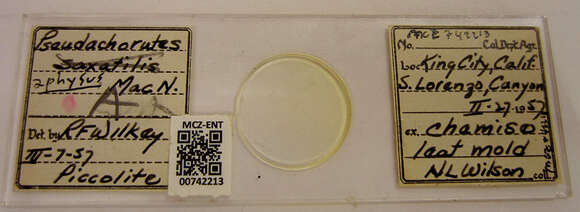 Image of Pseudachorutes