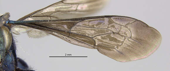 صورة Sophropompilus