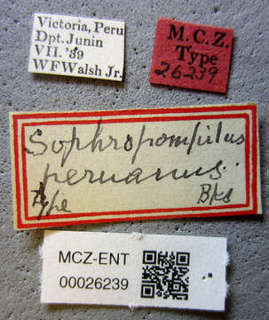 Sophropompilus resmi