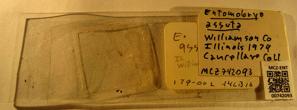 Image of Entomobrya assuta Folsom & JW 1924