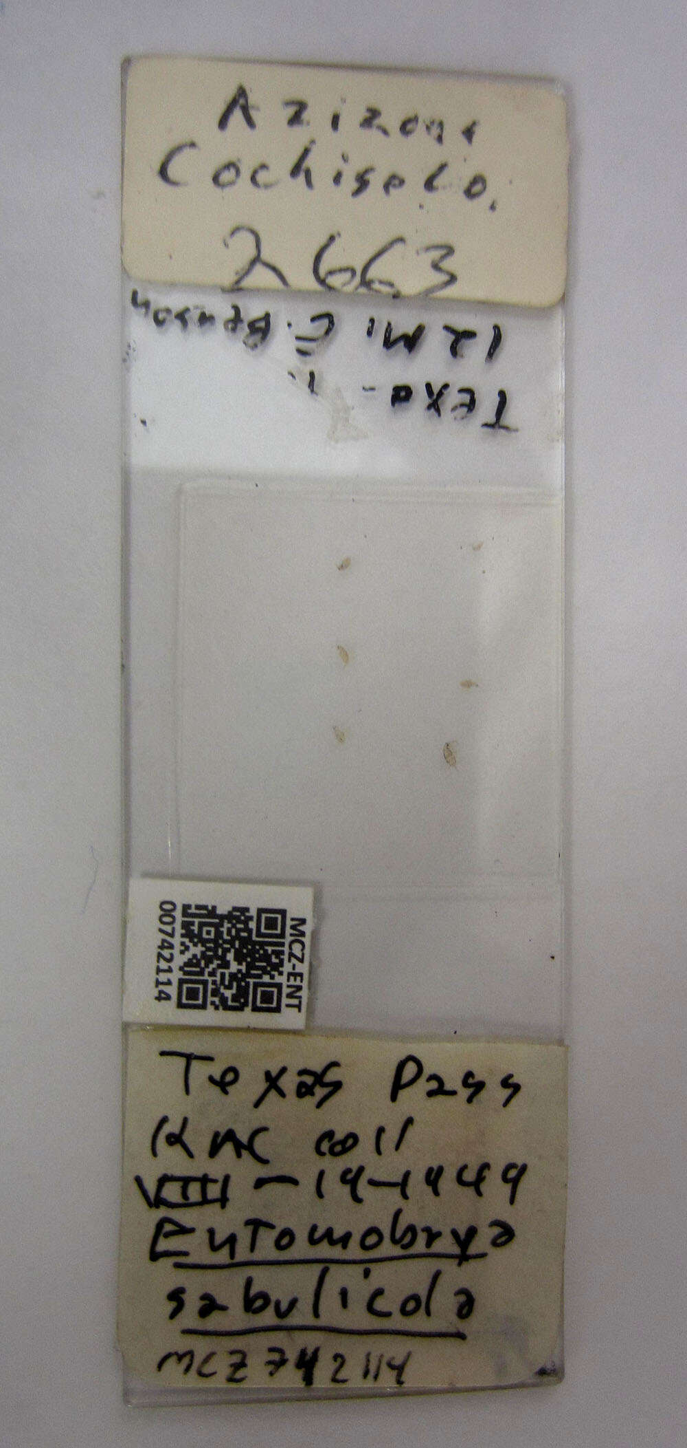 Image de <i>Entomobrya sabulicola</i> Mills 1931