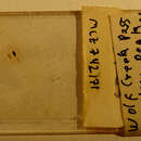 Image of Hypogastrura (Hypogastrura) copiosa (Folsom & JW 1916)