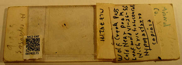 Image of Hypogastrura (Hypogastrura) copiosa (Folsom & JW 1916)