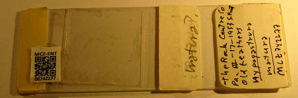 Image of Hypogastrura (Hypogastrura) matura (Folsom & JW 1916)