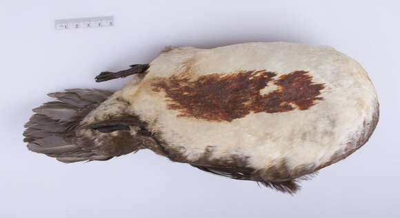 Image of Mergus Linnaeus 1758