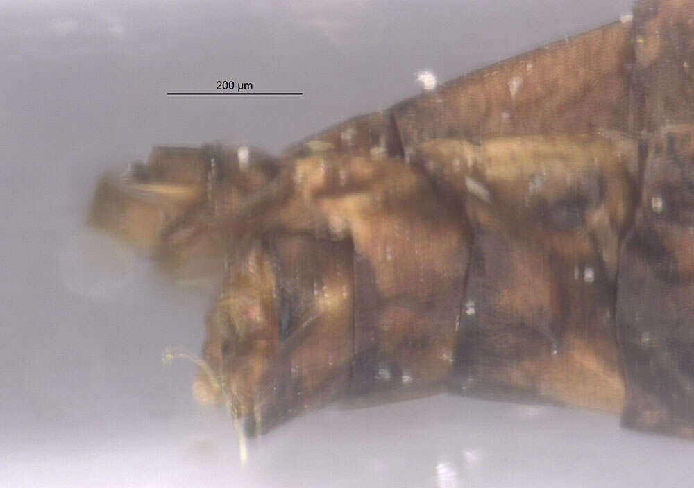 Image of Careospina minuta Peters 1971