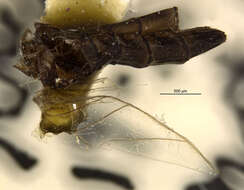 Image of Careospina annulata Peters 1971