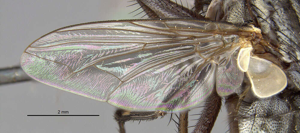 Imagem de Oxysarcodexia galeata (Aldrich 1916)