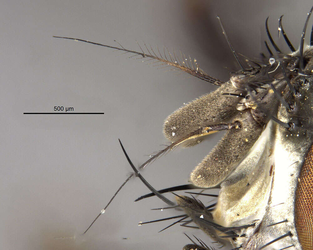 Image of Microcerella scrofa (Aldrich 1916)