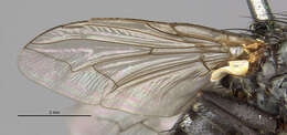 Image of Microcerella scrofa (Aldrich 1916)