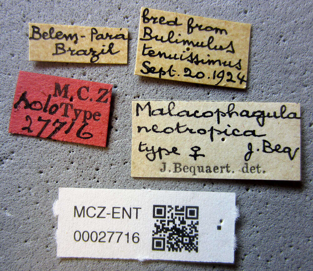 Image of Malacophagula neotropica Bequaert 1925