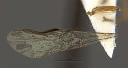 Image of Amblyopone mystriops Brown 1960