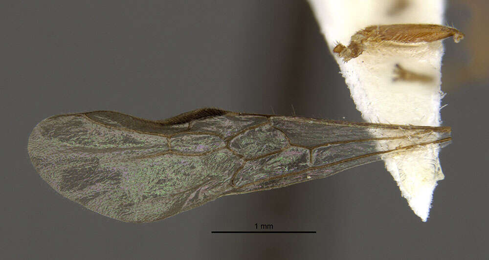 Image of Amblyopone mystriops Brown 1960