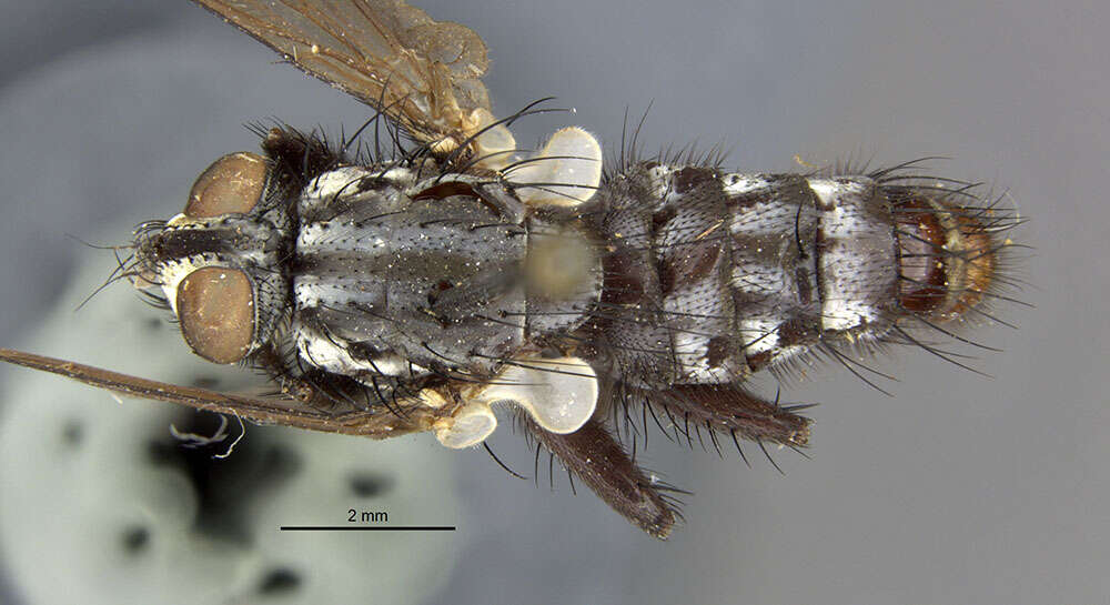 Image of Microcerella bermuda Pape 1990