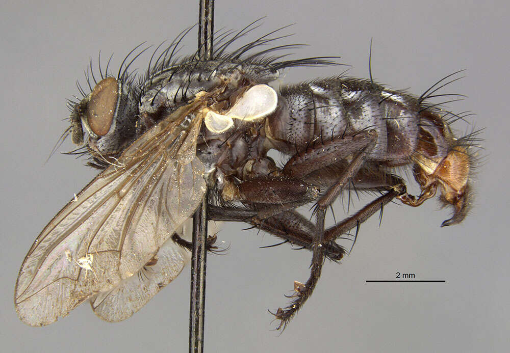 Image of Microcerella bermuda Pape 1990