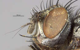 Image of Microcerella bermuda Pape 1990