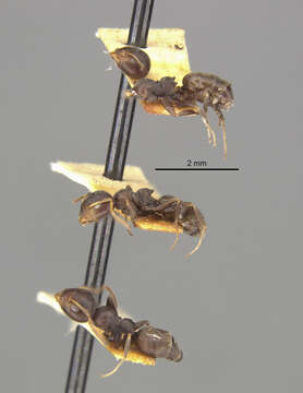 Image of Axinidris occidentalis Shattuck 1991