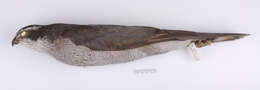 Image de Accipiter gentilis atricapillus (Wilson & A 1812)