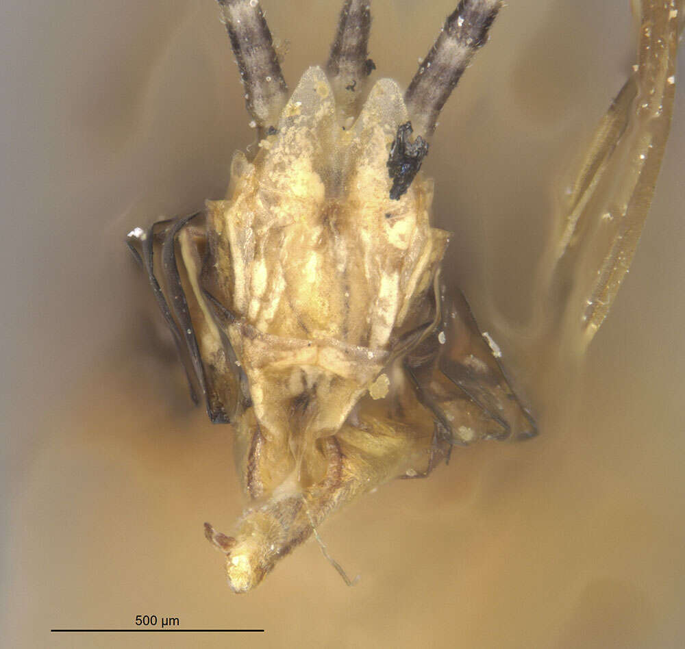 Image of Hagenulus caligatus (Hagen 1882)