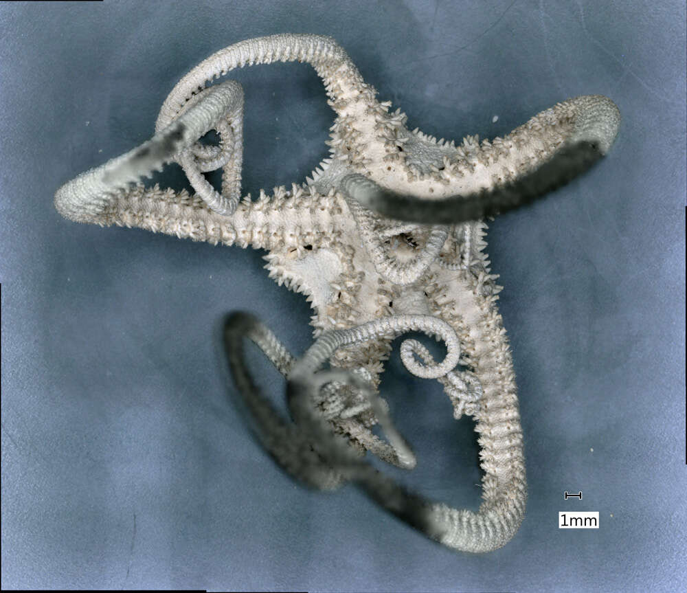 Image of Astrogomphus vallatus Lyman 1869