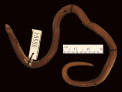 Image of Ruspoli's Shovelsnout Snake