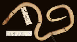 Image of Ruspoli's Shovelsnout Snake