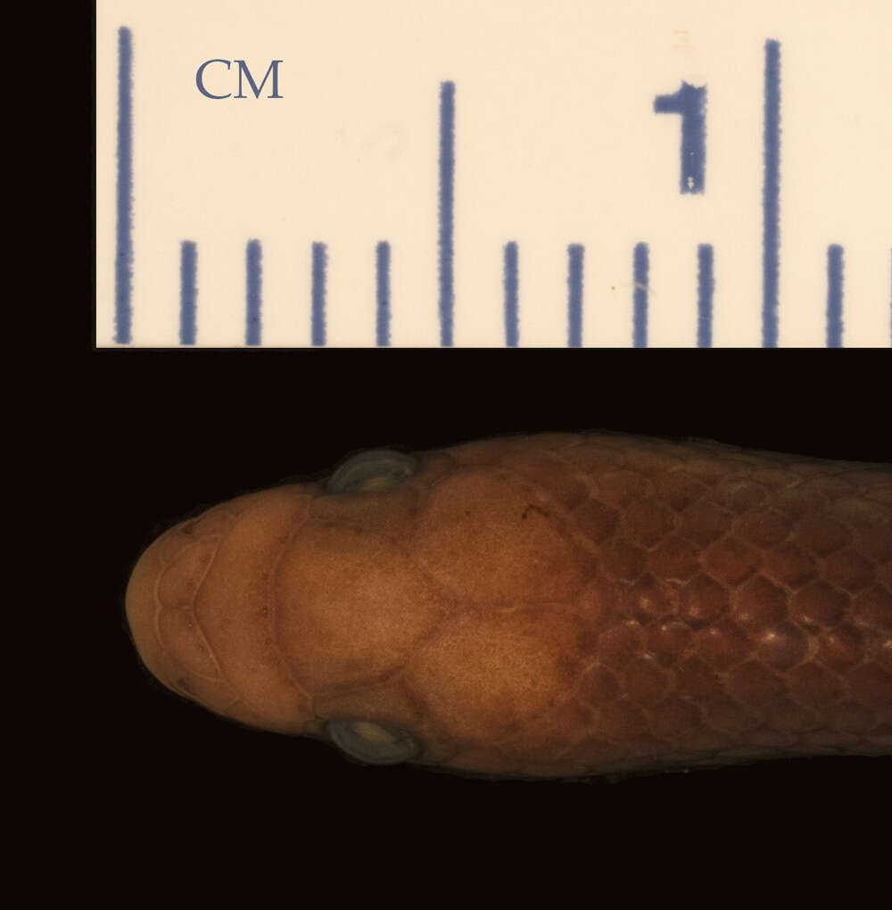 Image of Ruspoli's Shovelsnout Snake