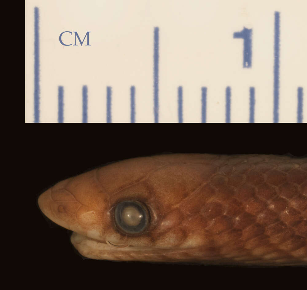 Image of Ruspoli's Shovelsnout Snake