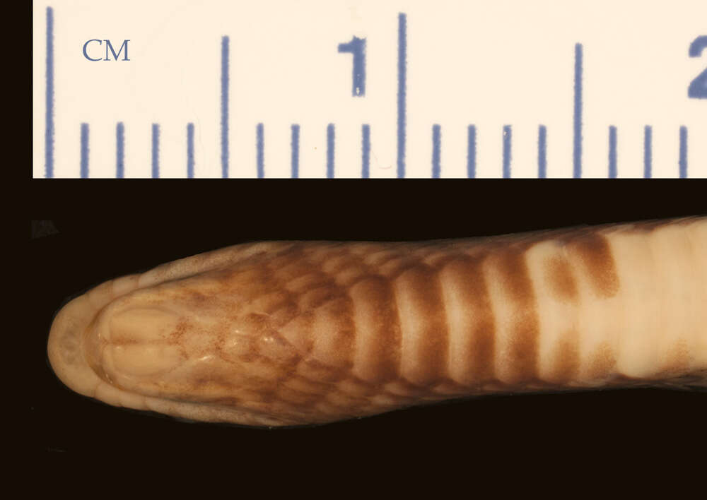 Image of Ruspoli's Shovelsnout Snake