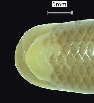 Sivun Indotyphlops Hedges, Marion, Lipp, Marin & Vidal 2014 kuva