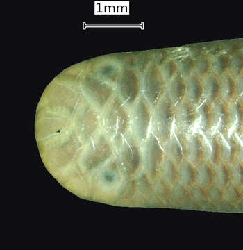 Sivun Indotyphlops Hedges, Marion, Lipp, Marin & Vidal 2014 kuva