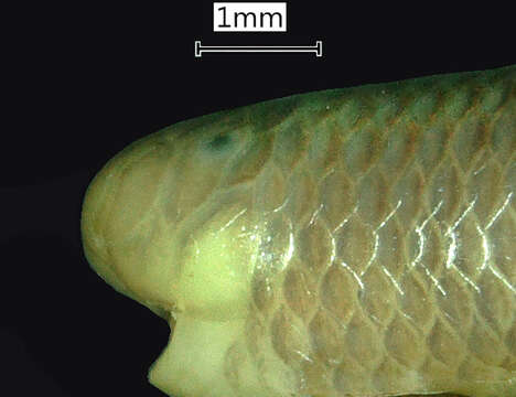 Sivun Indotyphlops Hedges, Marion, Lipp, Marin & Vidal 2014 kuva