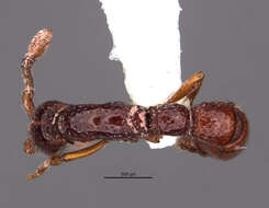 Image of Cerapachys neotropicus Weber 1939