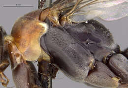 Image of Omus californicus californicus Eschscholtz 1829