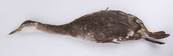 Image of <i>Podiceps grisegena holboellii</i>