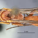 Image of <i>Agenioideus rubicundus</i>