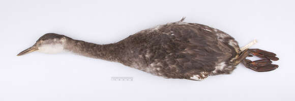Image of <i>Podiceps grisegena holboellii</i>