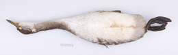 Image of <i>Podiceps grisegena holboellii</i>