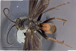 Image of Sericopompilus neotropicalis (Cameron 1893)