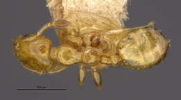 Image of Xenomyrmex floridanus skwarrae Wheeler 1931