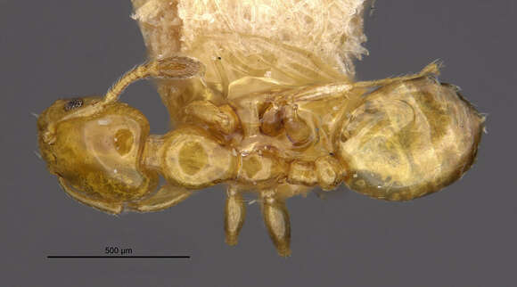 Plancia ëd Xenomyrmex floridanus skwarrae Wheeler 1931