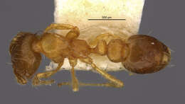 Image of Ant