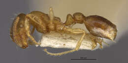 Image of Ant