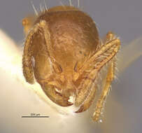 Image of Ant