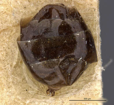 Image de Axinidris denticulata (Wheeler 1922)