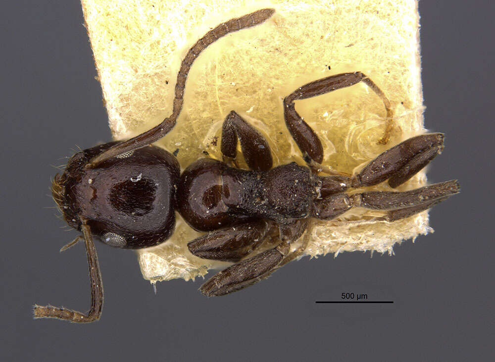 Image de Axinidris denticulata (Wheeler 1922)