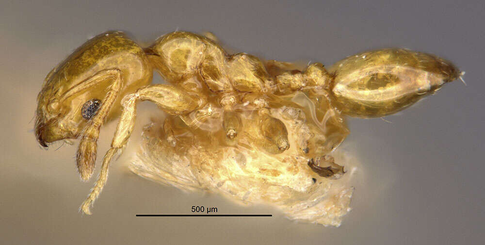 Plancia ëd Xenomyrmex floridanus skwarrae Wheeler 1931