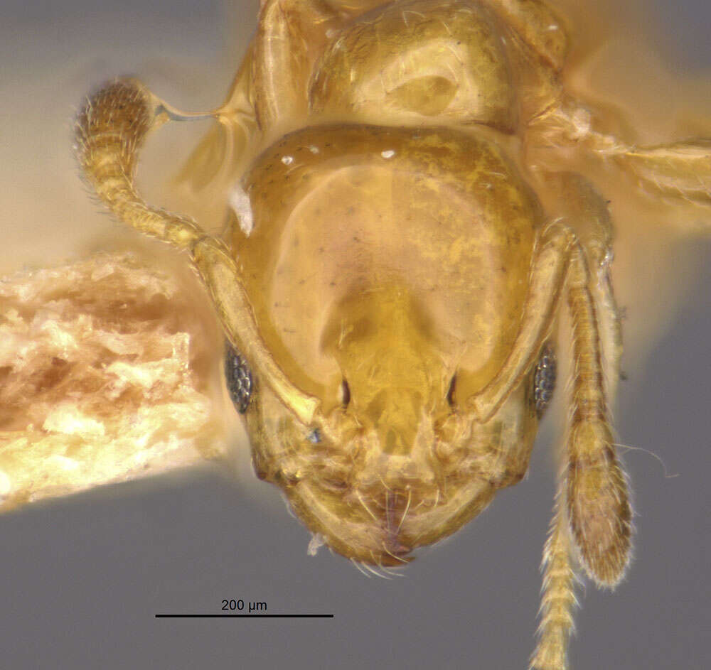 Plancia ëd Xenomyrmex floridanus skwarrae Wheeler 1931