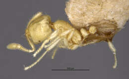 Image of Solenopsis conjurata Wheeler 1925