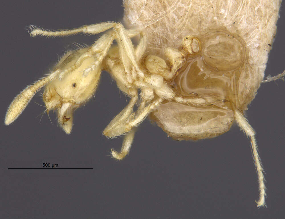 Image of Solenopsis conjurata Wheeler 1925